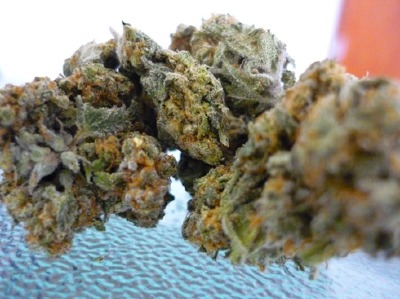 Purple+trainwreck+bud